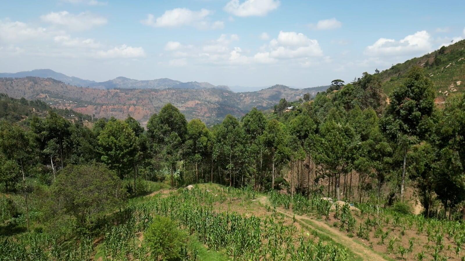 Afforestation in Afghanistan: Growing a Sustainable Tomorrow